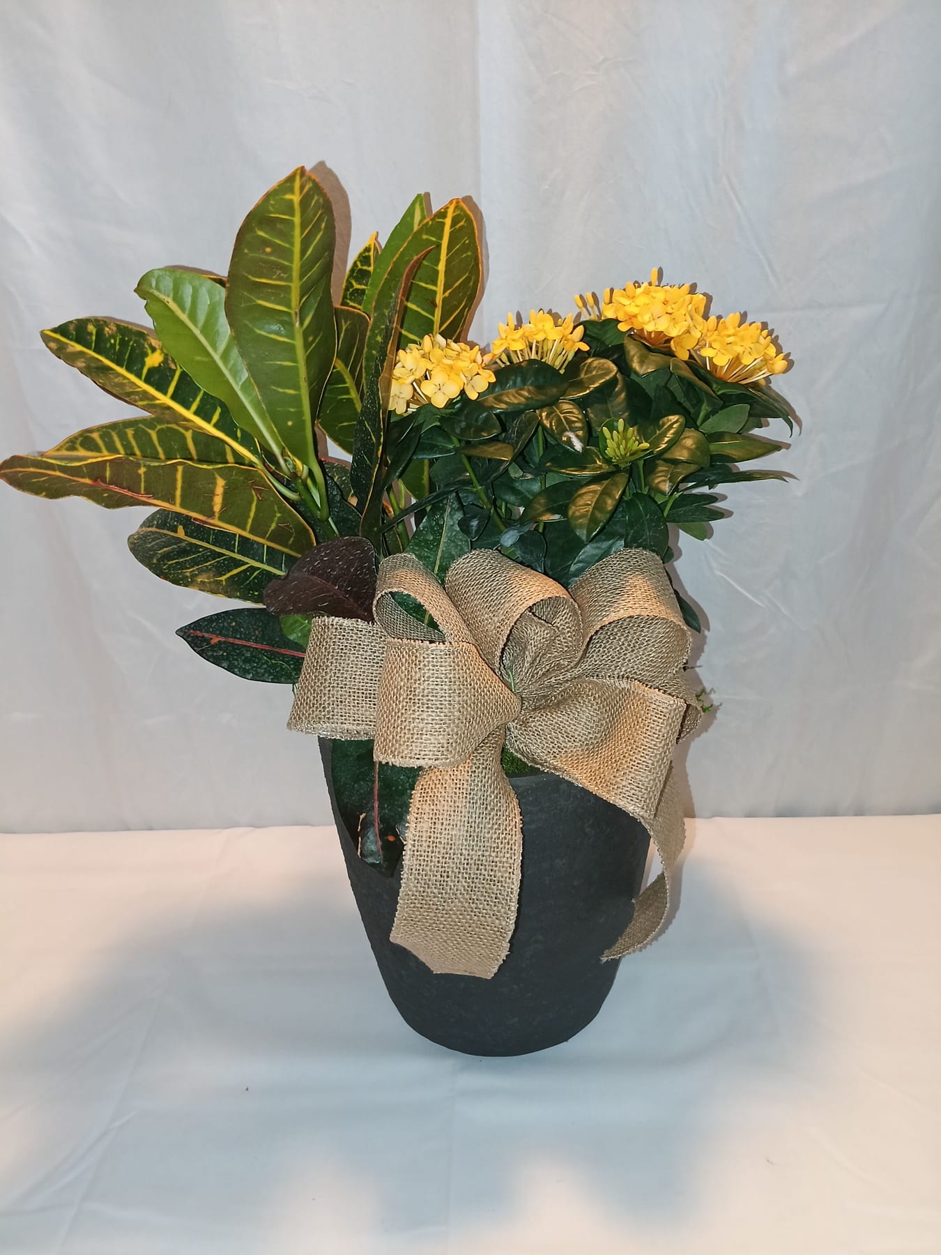 Blooming and green plant gift 19 from Fredericksburg Florist